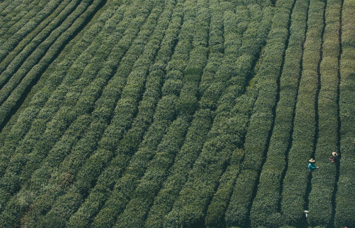 Tehnicieni instalând panouri solare pe un acoperiș